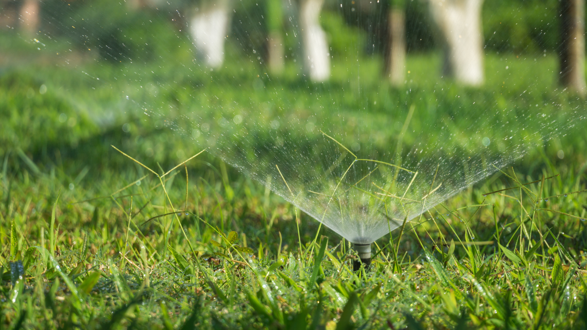 Sprinkler spraying water onto green grass; trees in the blurred background.