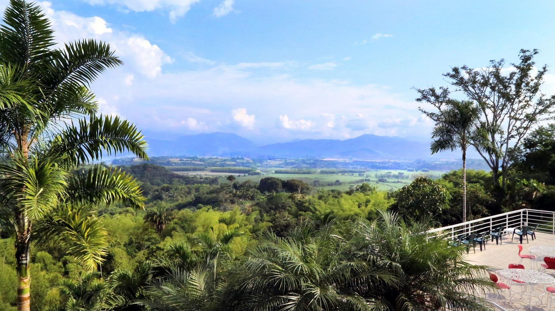 Una vista de un exuberante bosque verde con montañas al fondo.