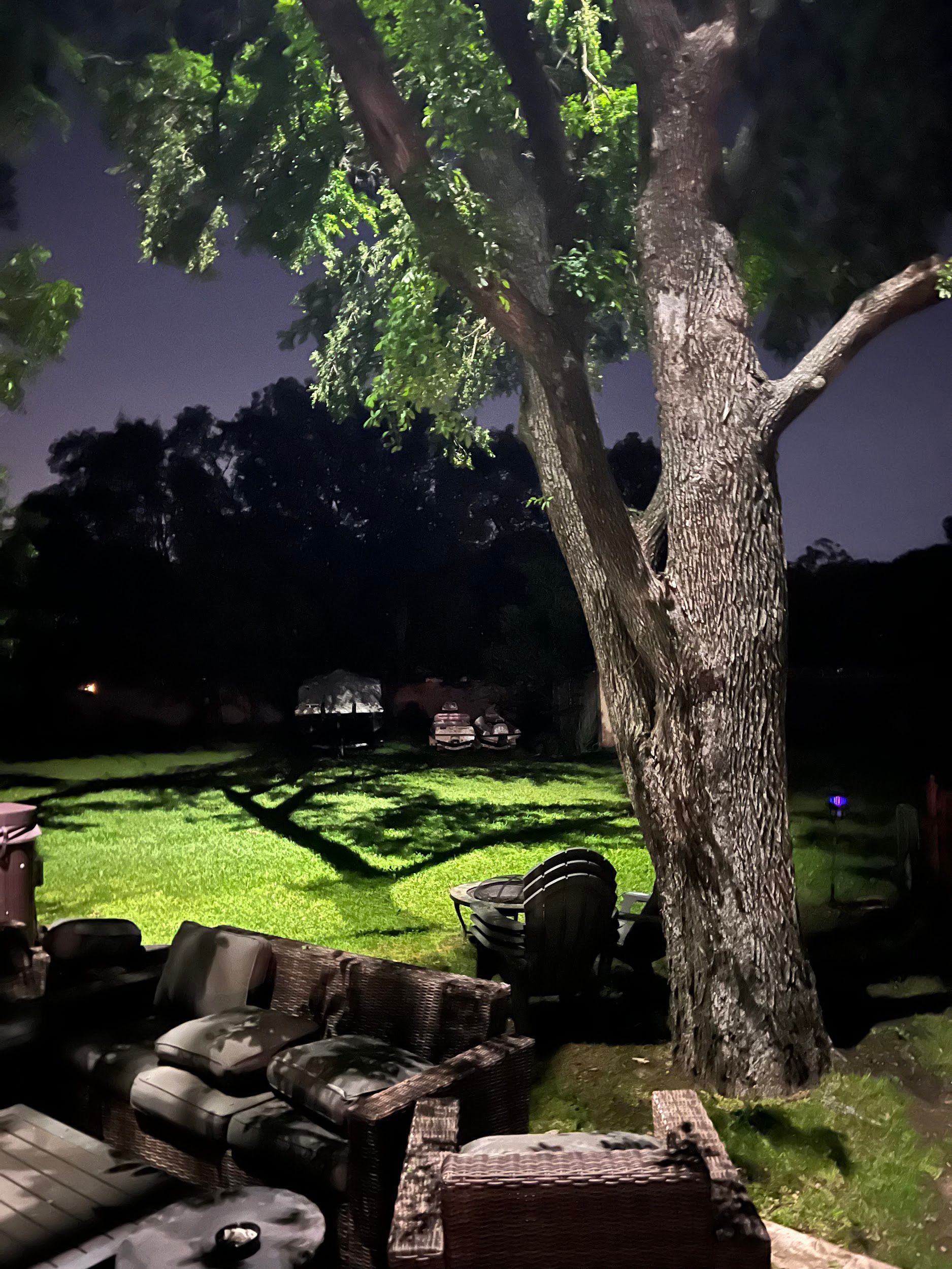 A tree is sitting in the middle of a lush green field at night.