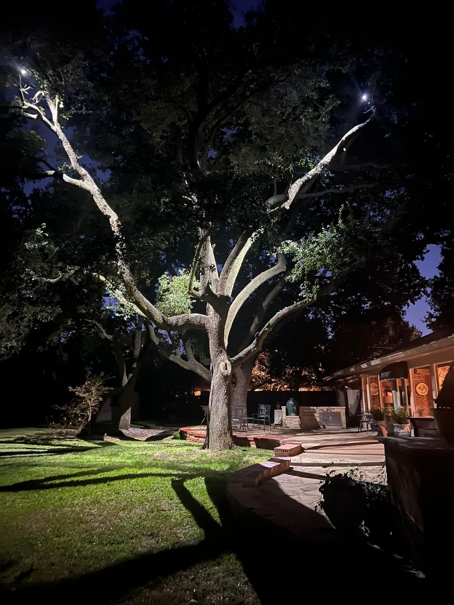 A large tree is lit up at night in front of a house.