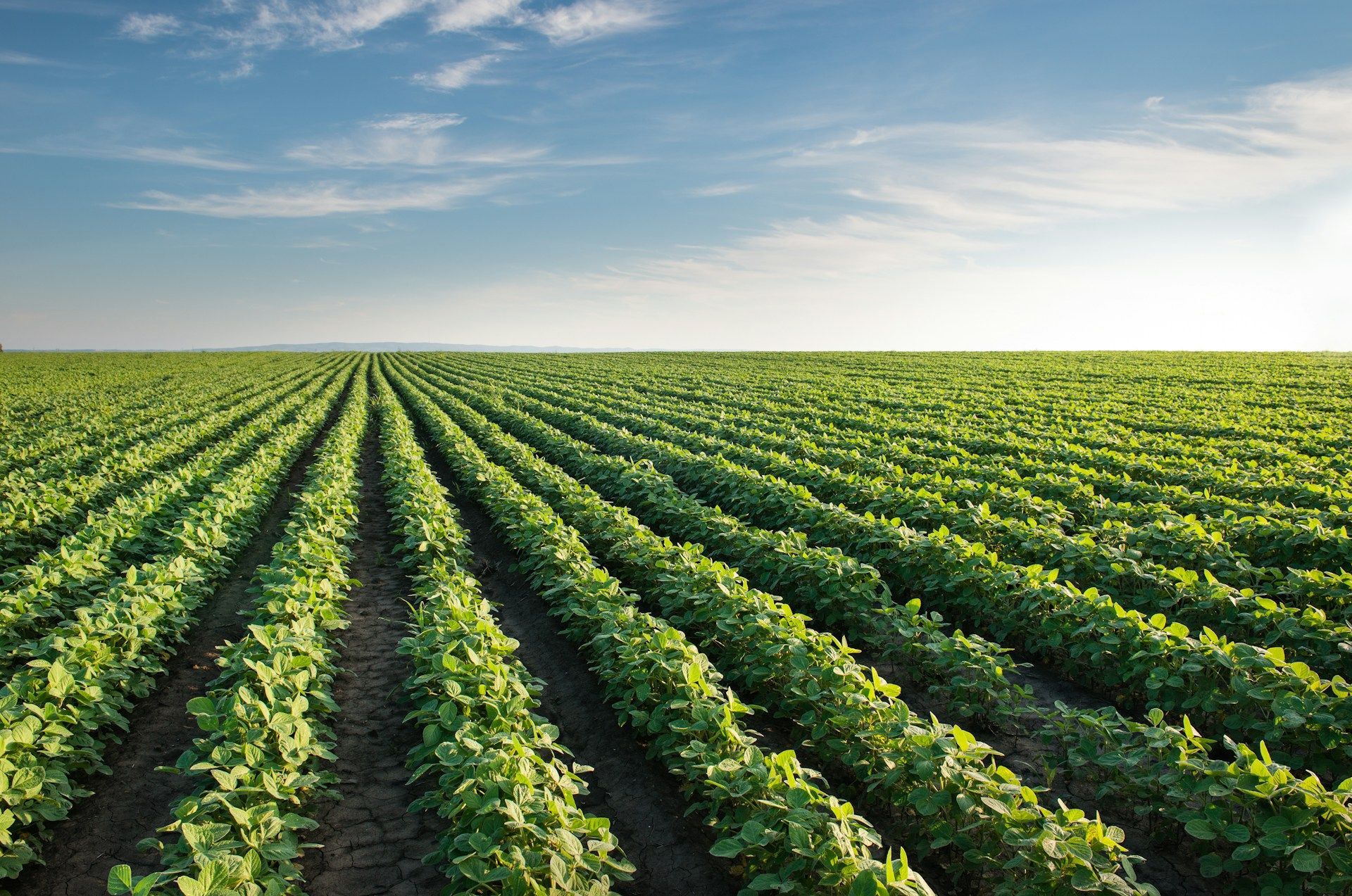 Green rows of crops stretch to the horizon under a blue sky.