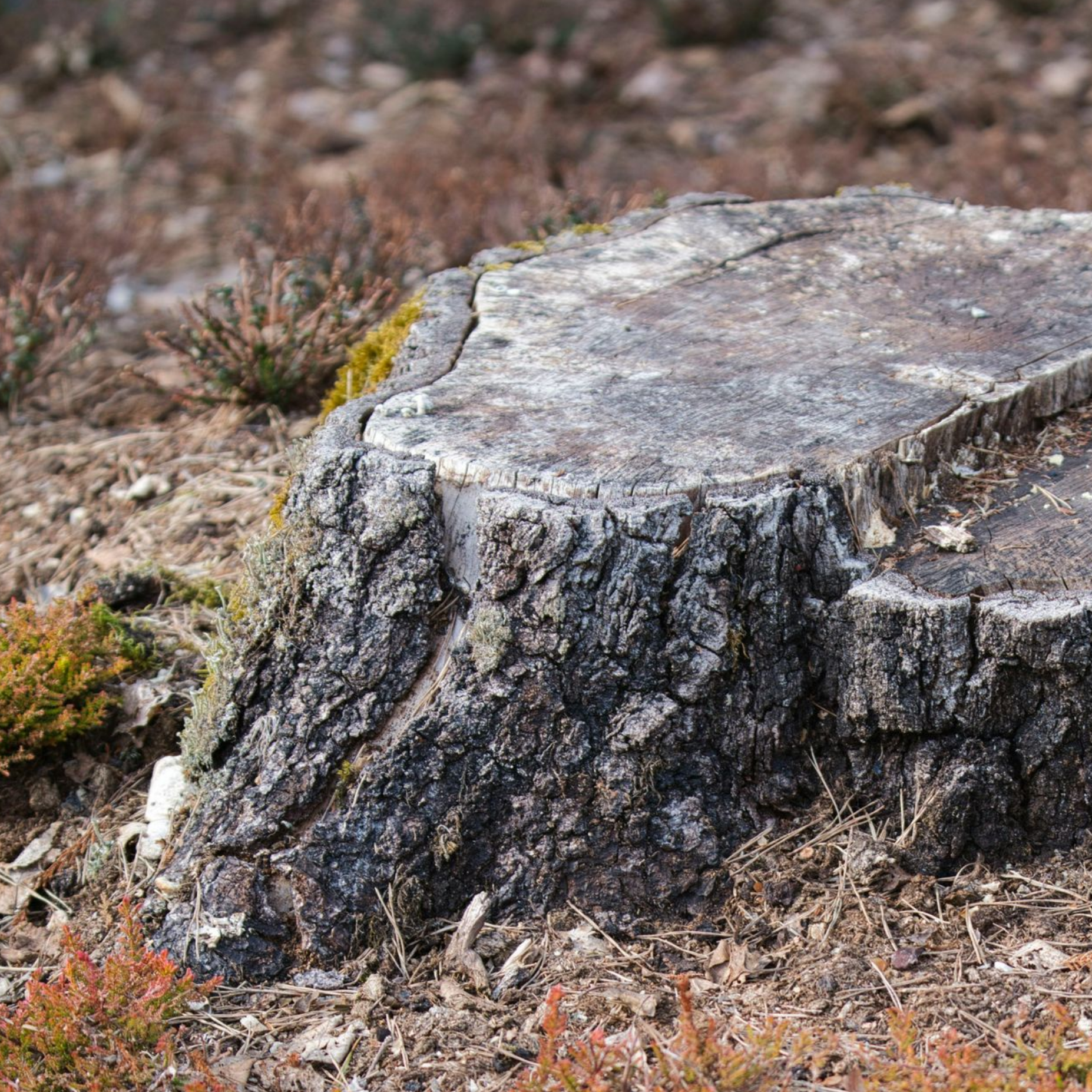 tree-service-bellwood-illinios