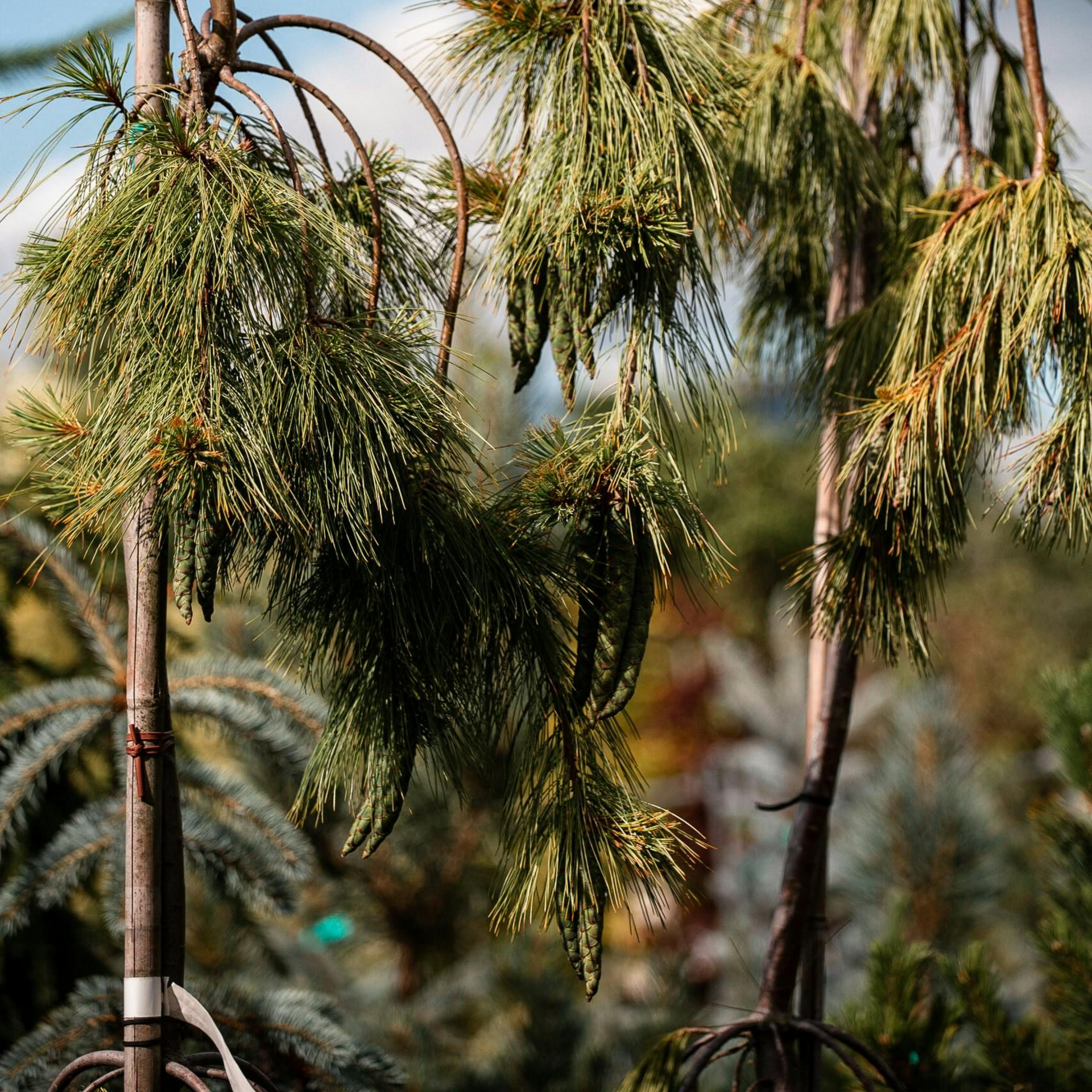 tree-service-bellwood-illinios