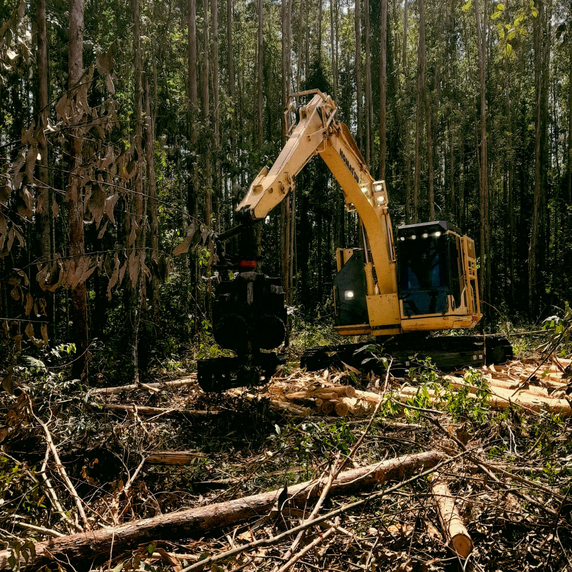 tree-service-bellwood-illinois