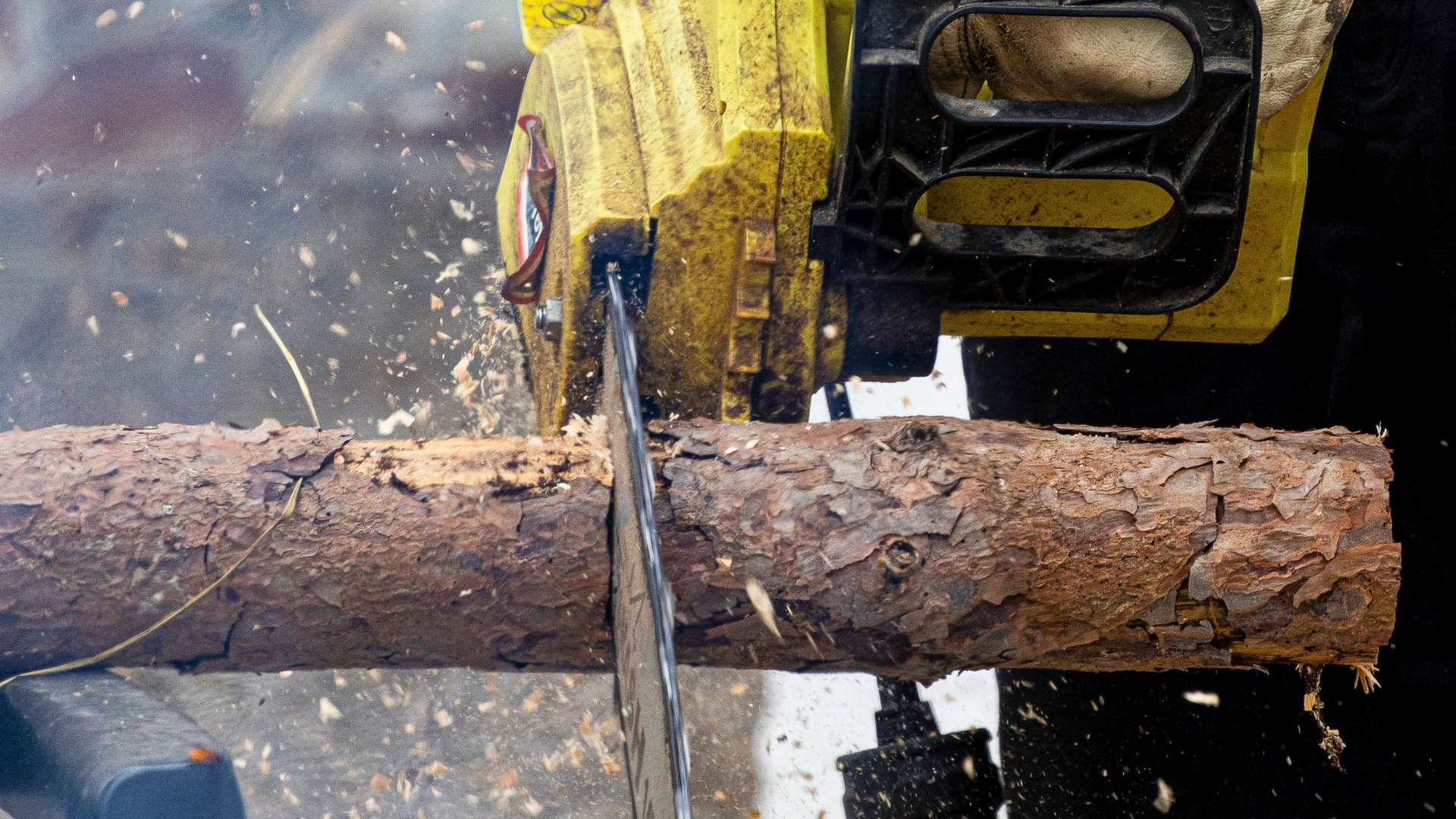 tree service in bellwood illinios