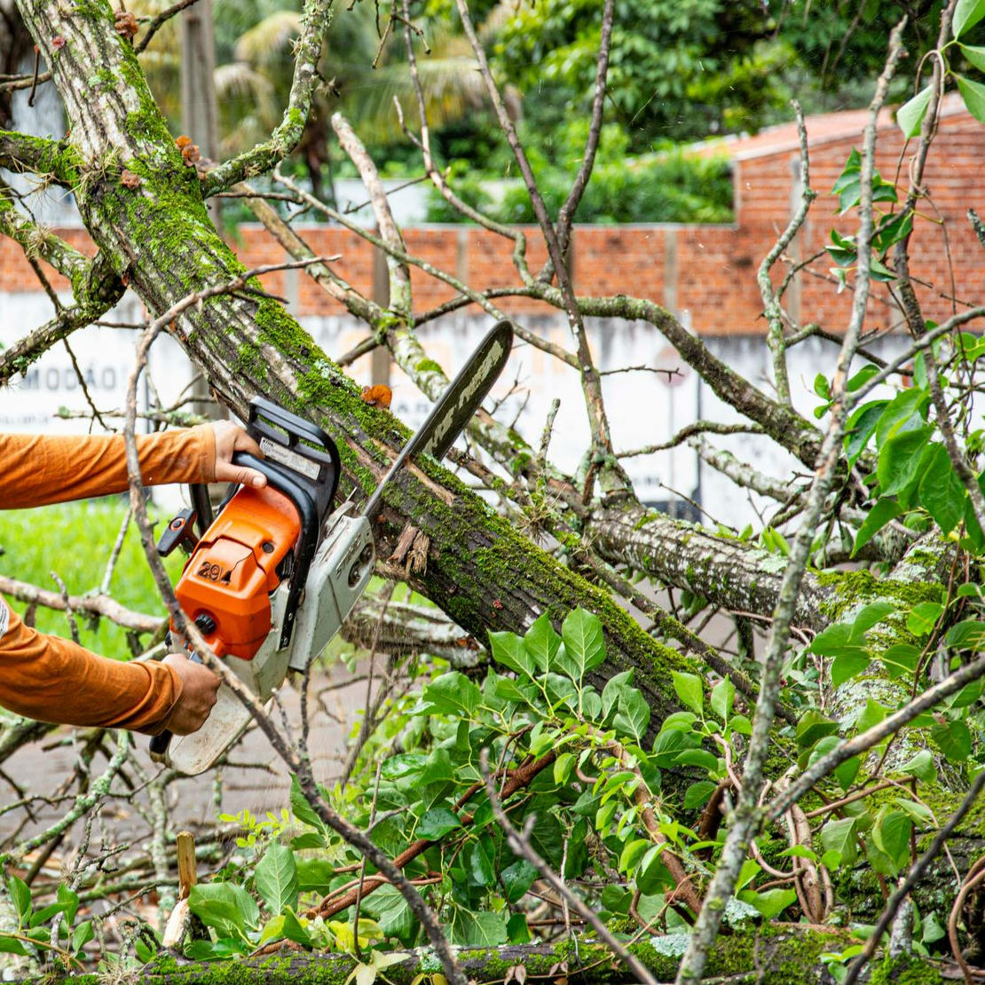 tree-service-bellwood-illinois