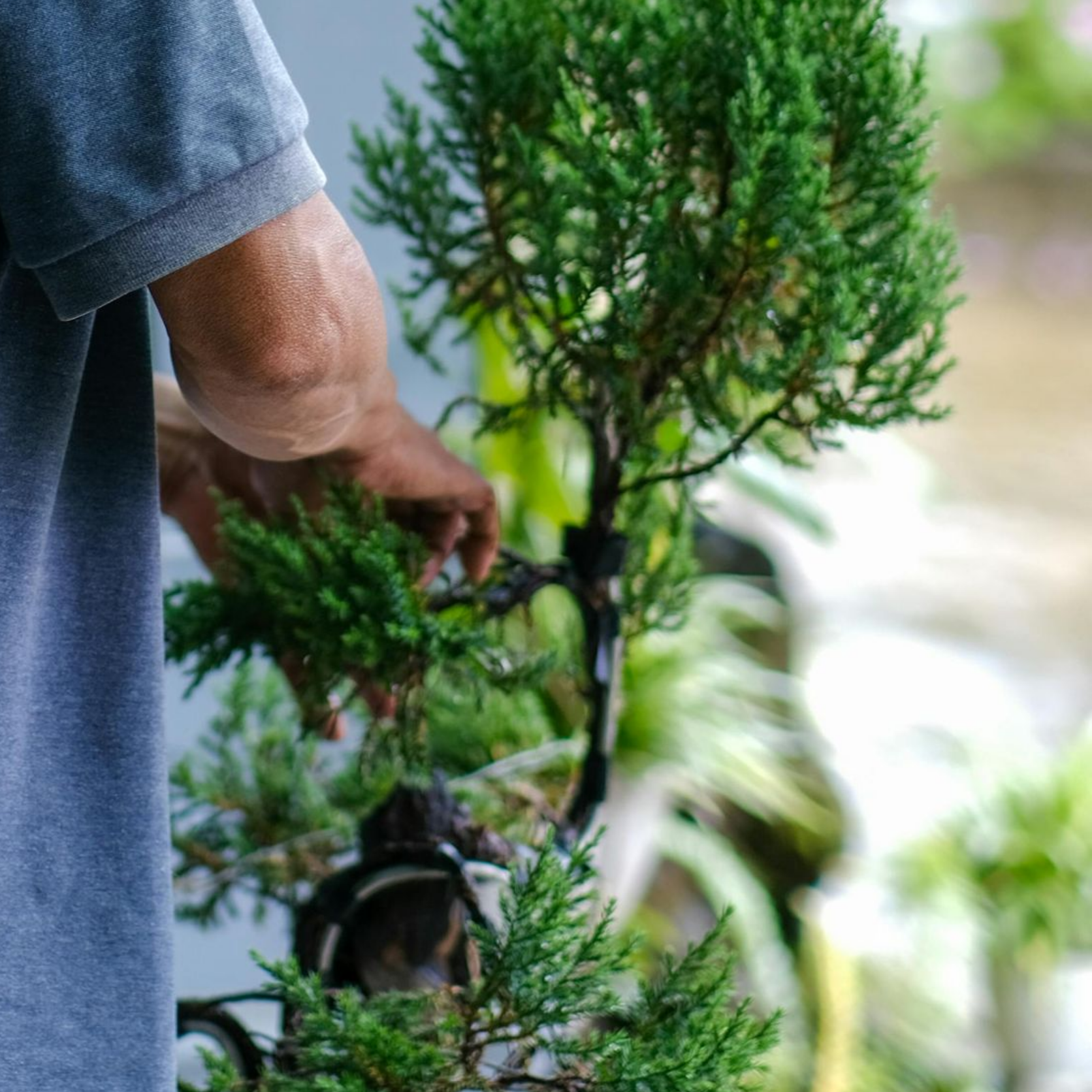 tree-service-bellwood-illinios