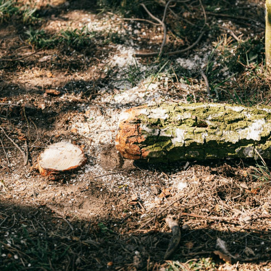 tree-service-bellwood-illinios