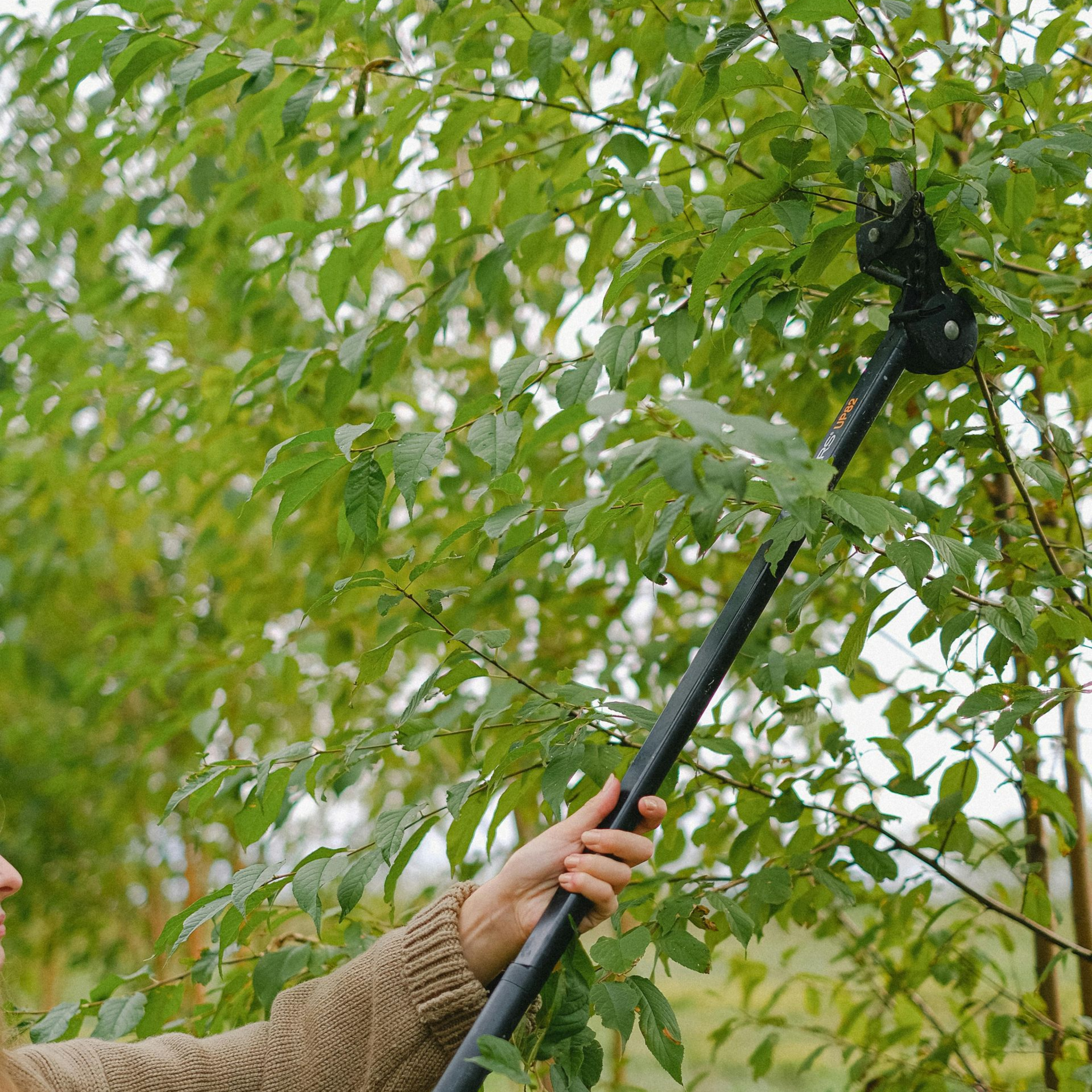 tree-service-bellwood-illinois