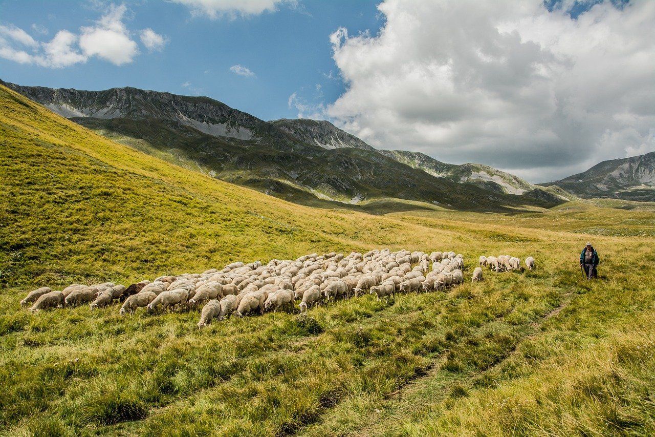 Sheep in the Gran Sasso Mountains