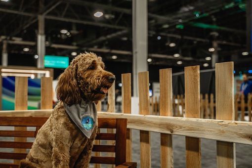 A curly-coated brown dog wearing a gray bandana sits on a wooden bench inside a convention center enclosure.