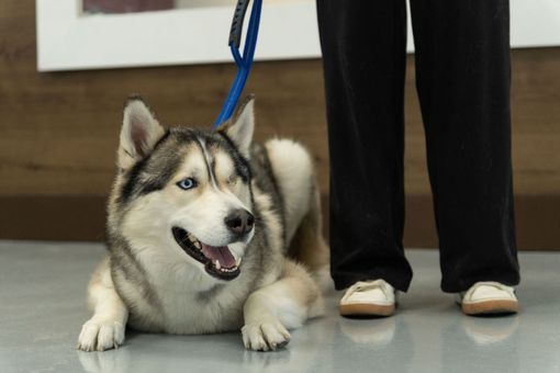 A Siberian Husky with one eye lies on a grey floor next to a person in black pants, held by a blue leash.