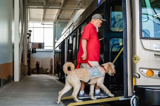 A person in a red shirt boards a bus with a service dog wearing a gray vest.