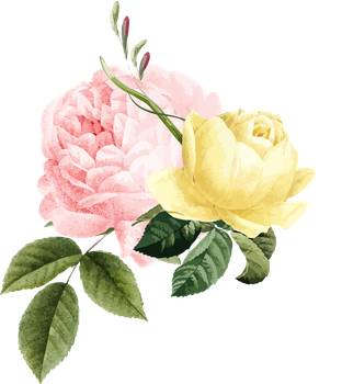 A pink and yellow rose with green leaves on a white background.