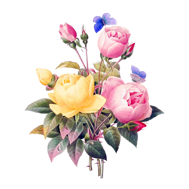 A bouquet of pink and yellow roses with butterflies on a white background