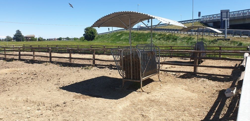 Tyenaza Supporto Per Maiale, Serramuso Per Cattura E Blocco Dei Suini, In Acciaio Inox, Attrezzatura Agricola Per Maiali