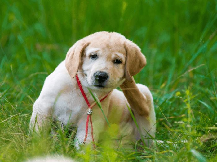 A puppy is scratching its ear in the grass.