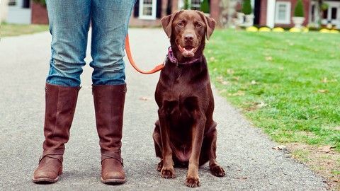 A woman is standing next to a brown dog on a leash.
