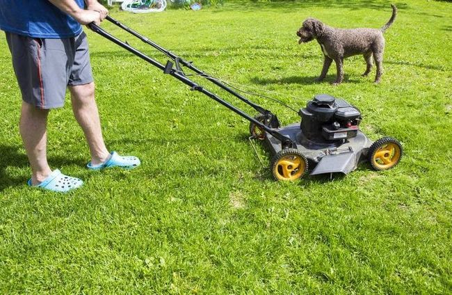 A man is cutting the grass with a lawn mower while a dog watches.