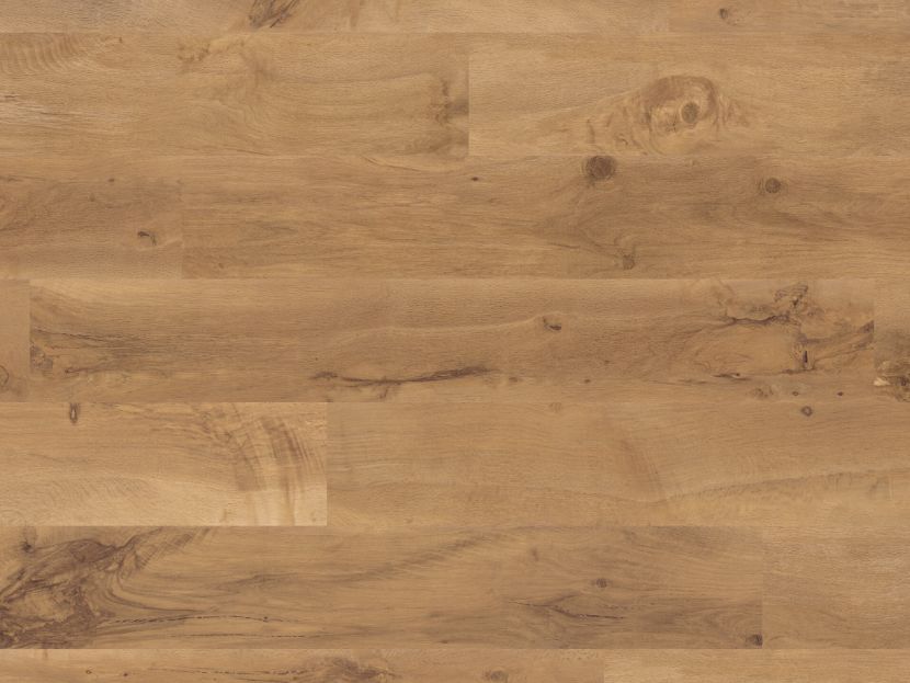 Auckland Oak