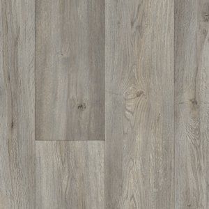 Silk Oak