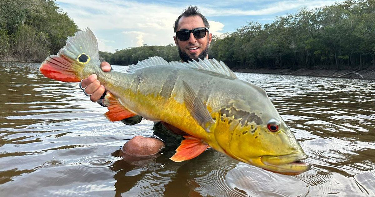 Peacock Bass Brasil - Sport Fishing