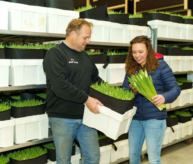 ColorPack, als grootschalig coƶperatie streven wij ernaar om samen met onze klant onze tulpen in grote volumes zo vers mogelijk op een efficiƫnte en duurzame manier met een gezonde marge bij de consument in de vaas te krijgen.
