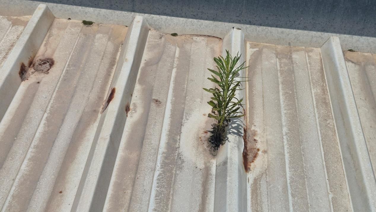Tree growing on a building's roof with blue sky background.