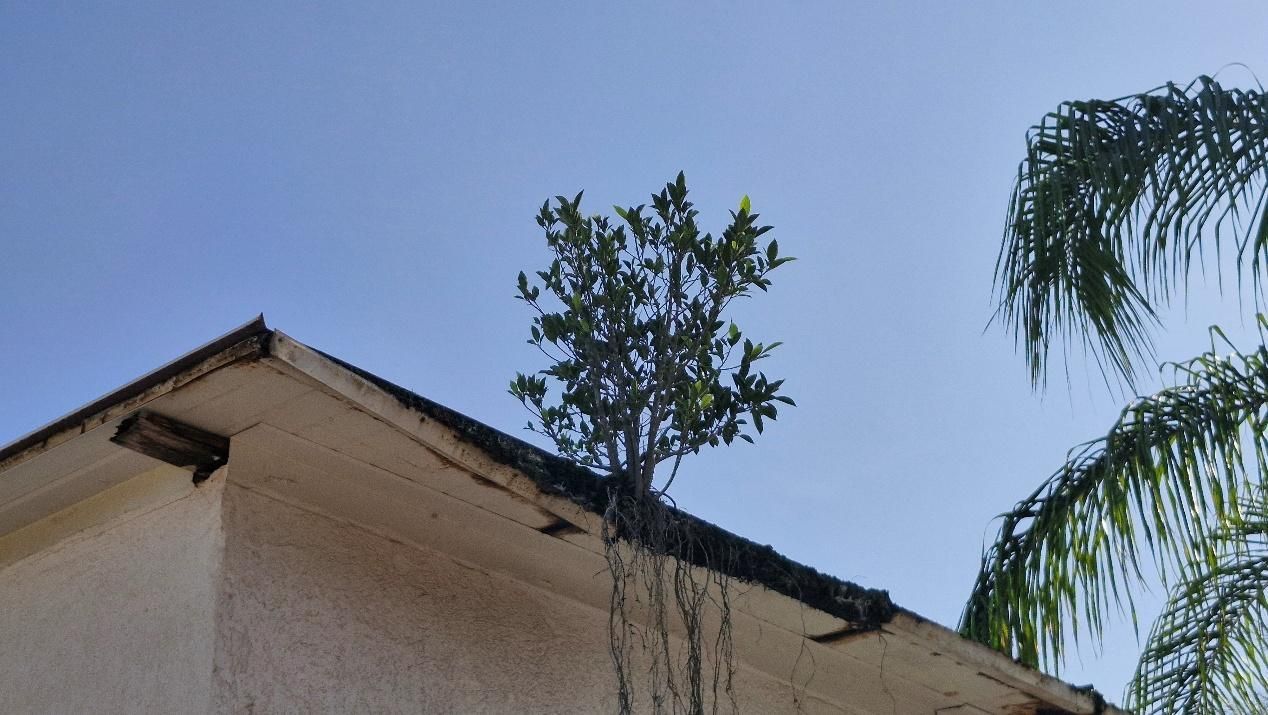 Corrugated metal roof with rust spots in a line.