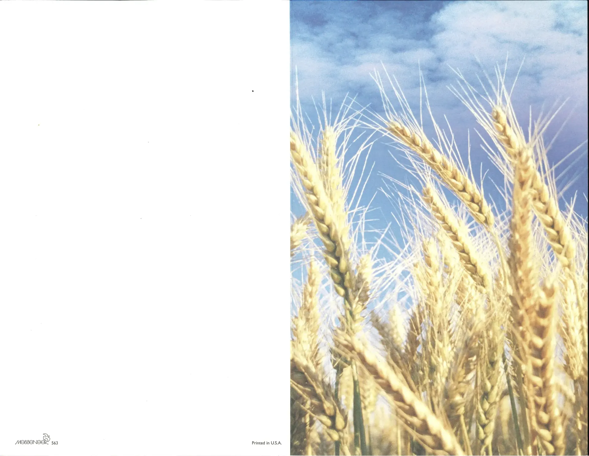Golden wheat stalks against a blue sky, partially covering a white background.