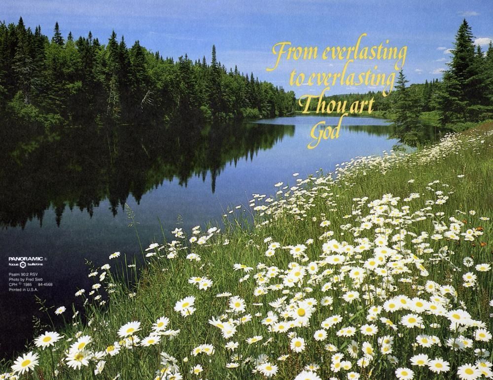 Scenic view: river, green trees, white daisies, and text 