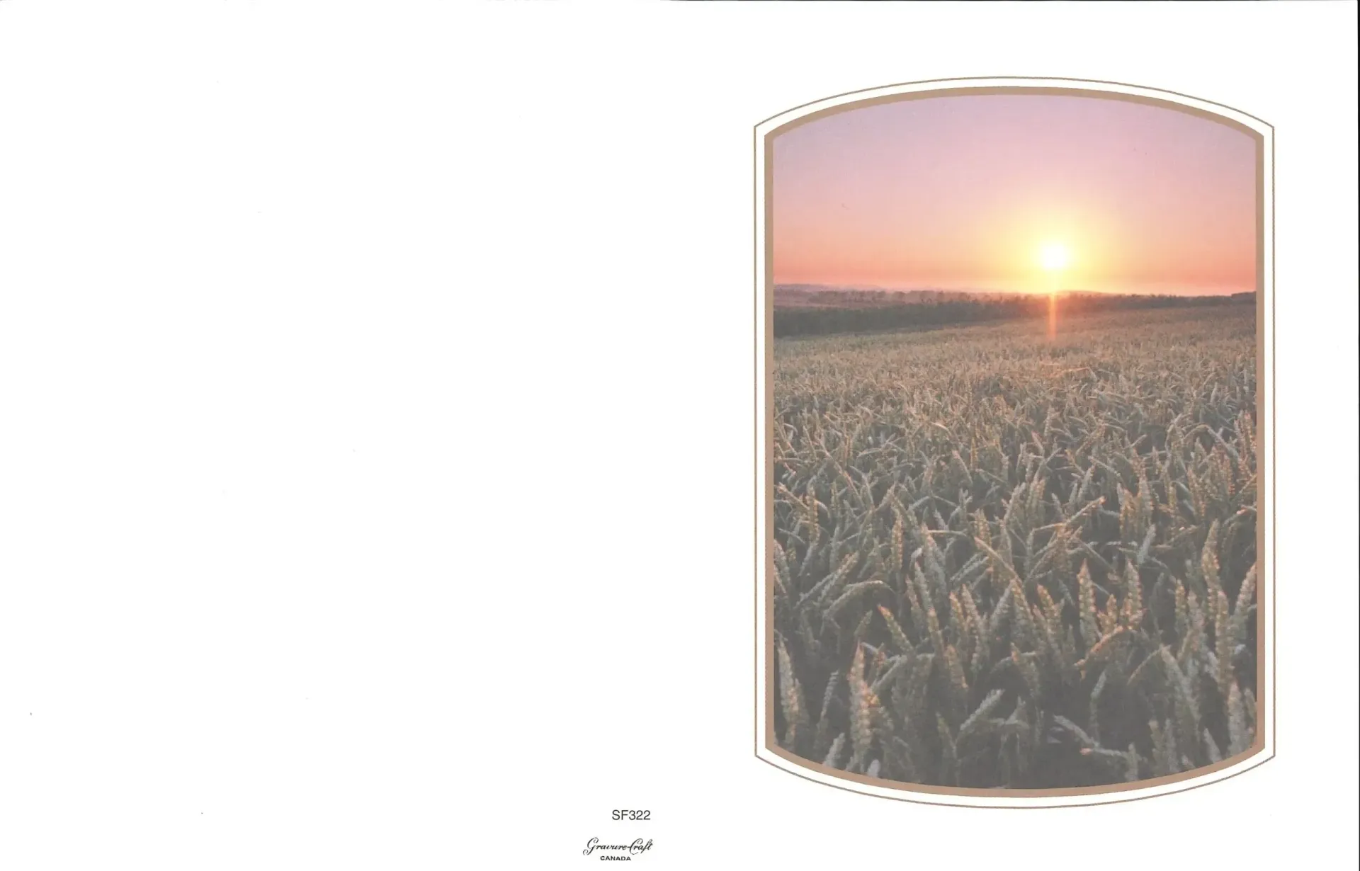 Field of wheat at sunset.