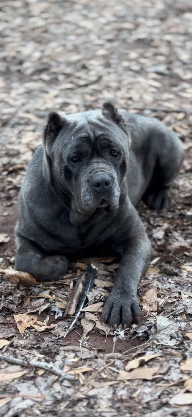 A black dog is laying on the ground in the dirt.