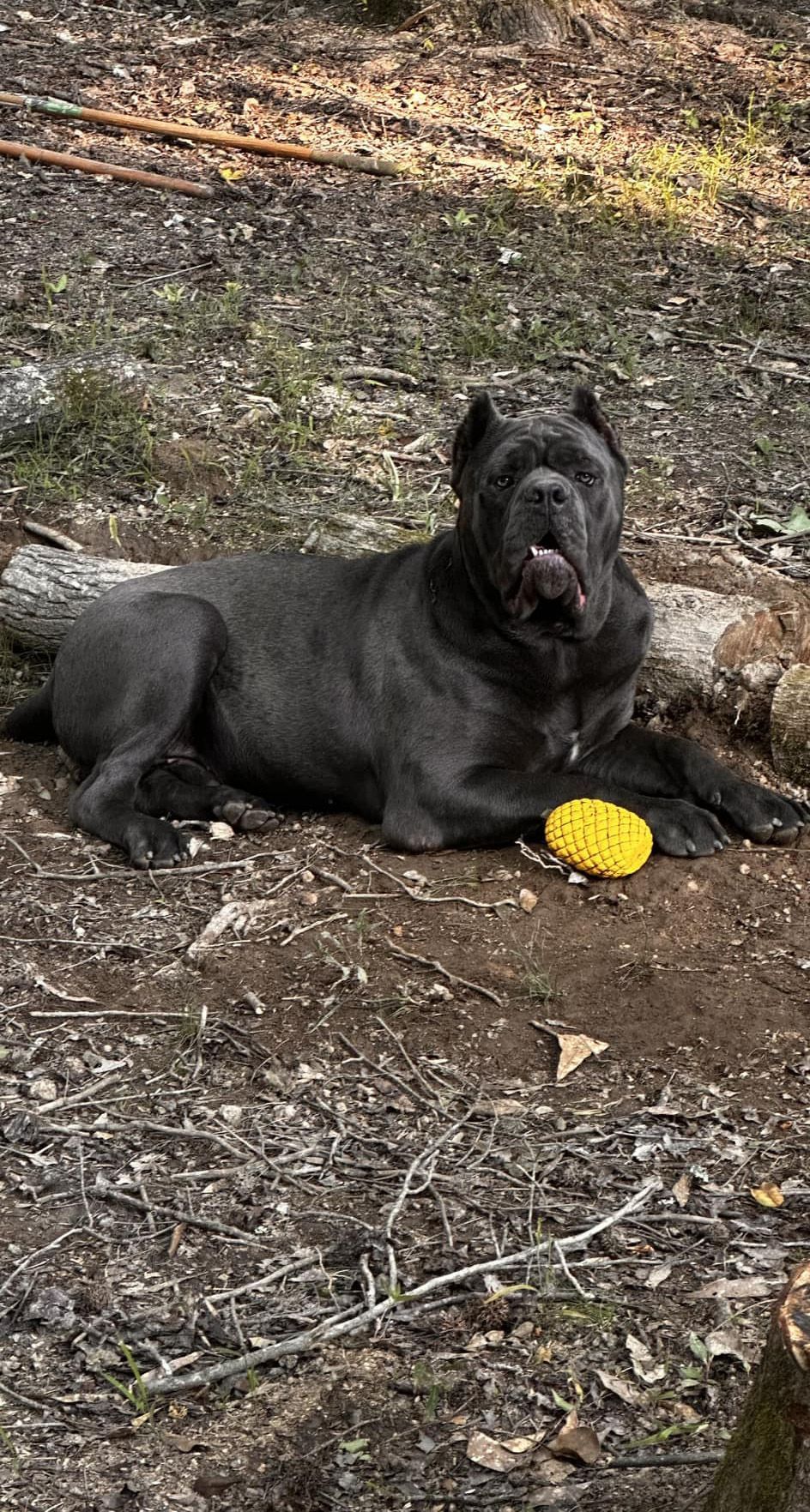 A black dog is laying on the ground next to a yellow ball.