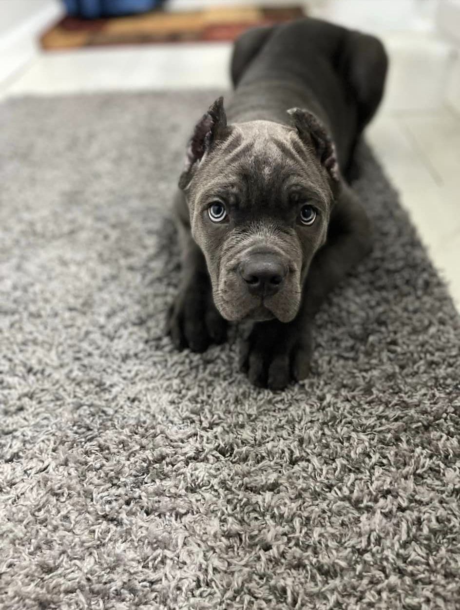 A puppy is laying on a carpet and looking at the camera.