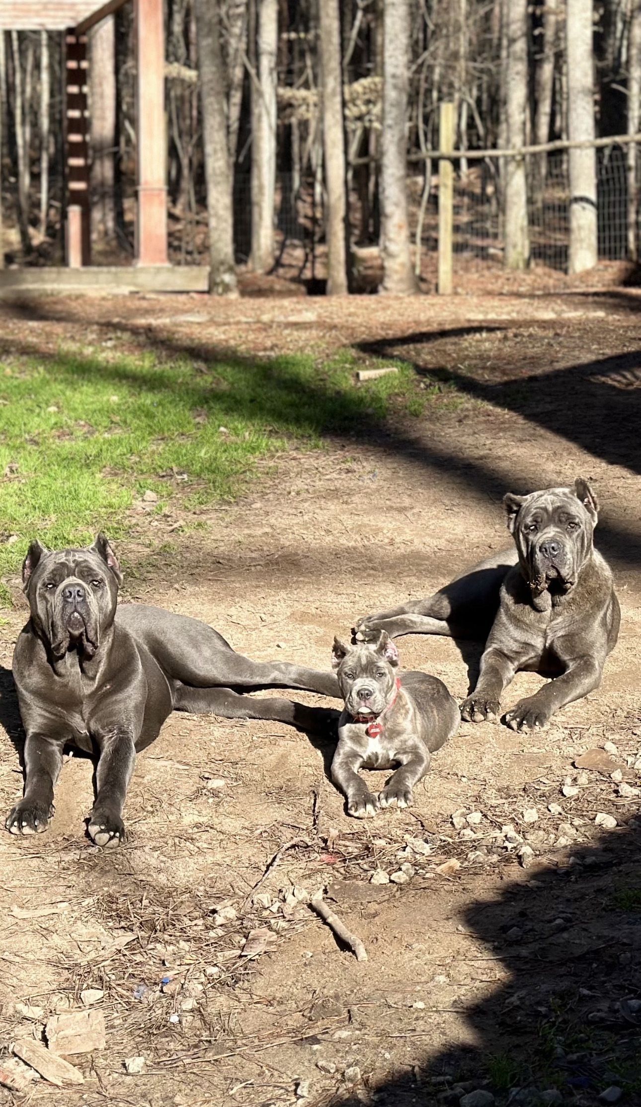 Three dogs sitting in a park.