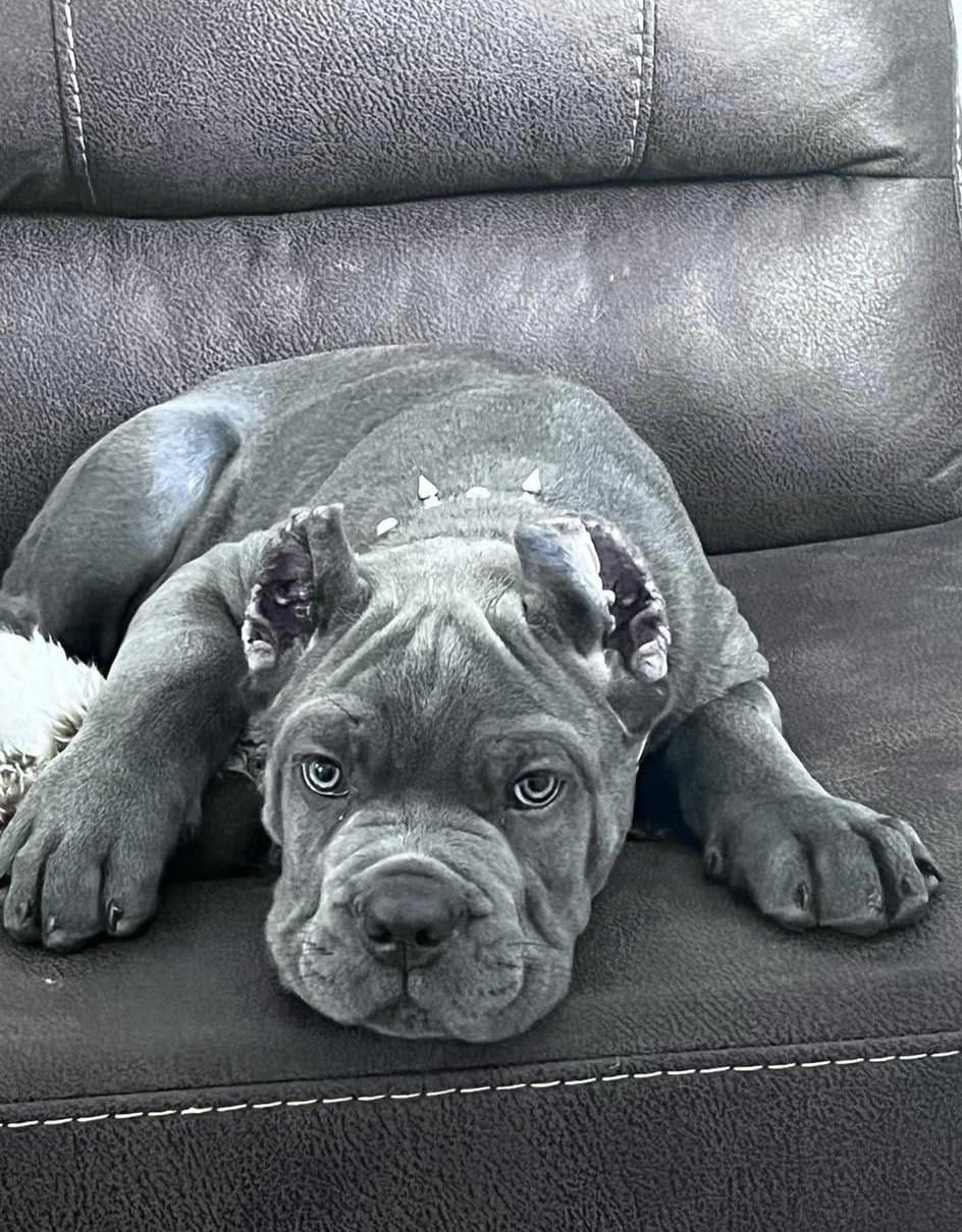 A puppy is laying on a couch and looking at the camera.