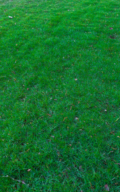 Lush Grass