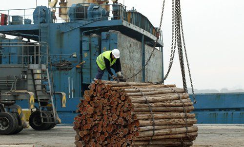 Expert tying the chains around the timber