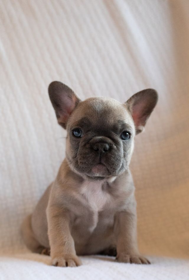 blue fawn sable frenchie