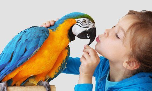 A little girl talking to an orange and blue parrot