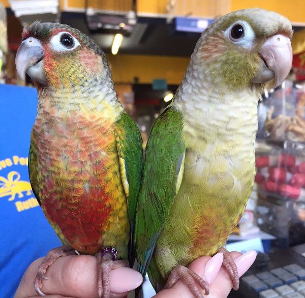 Hands holding two parrots