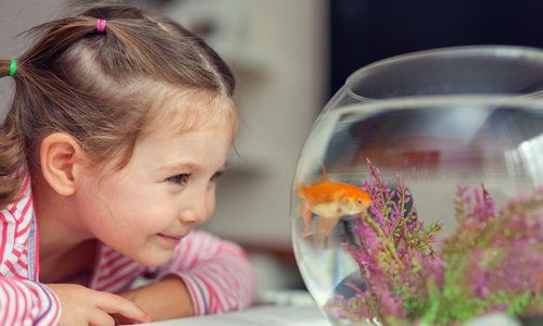 A little girl watching a goldfish in a bowl