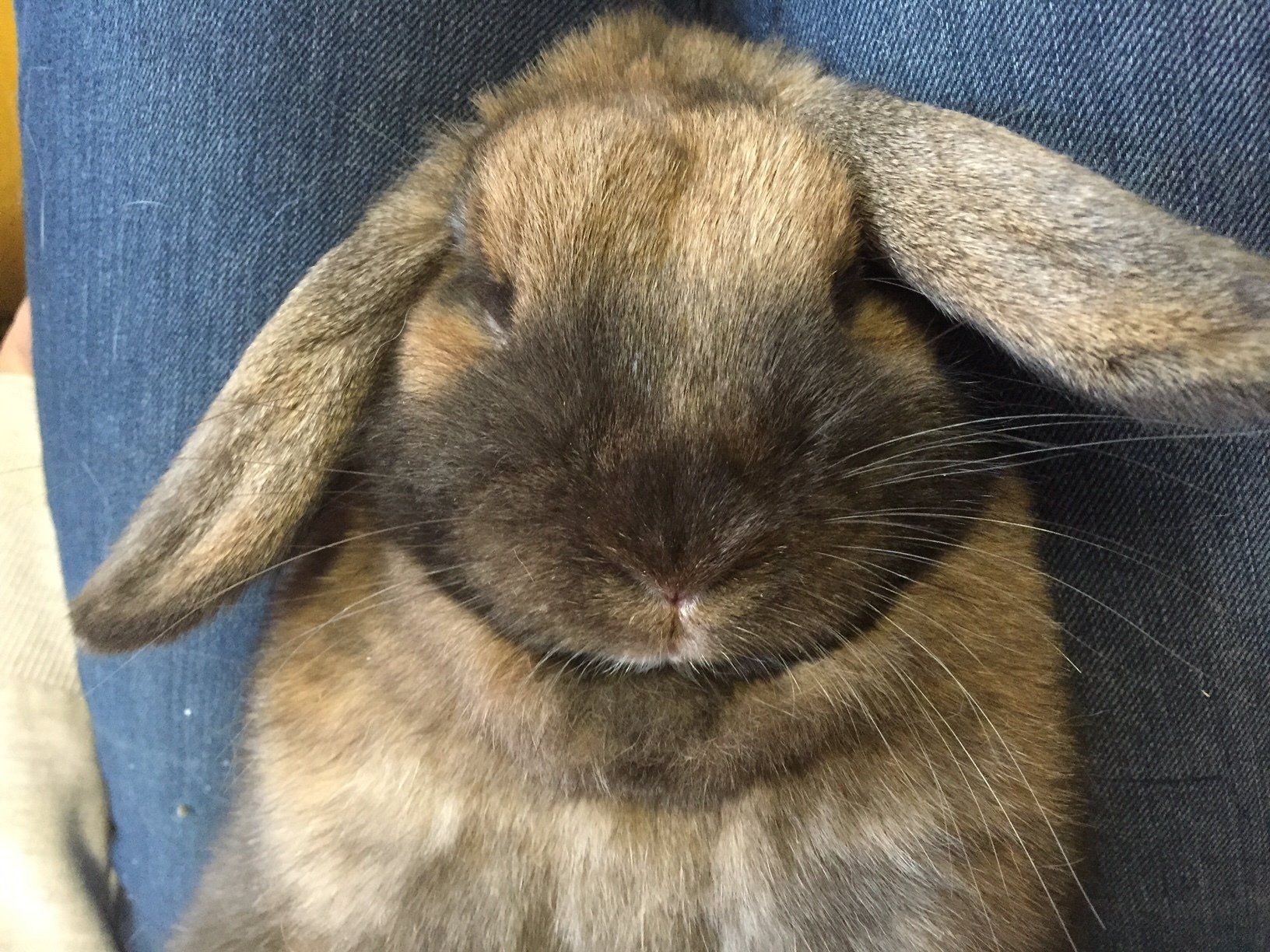 A lop-eared brown rabbit