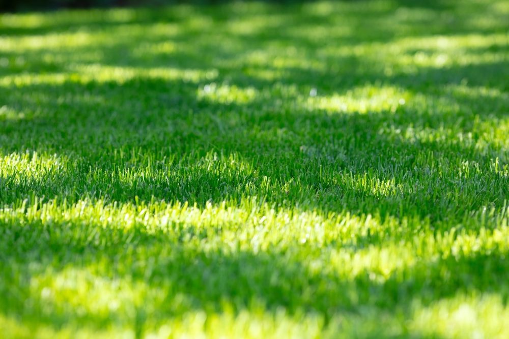 The sun is shining through the trees on a lush green field of grass.