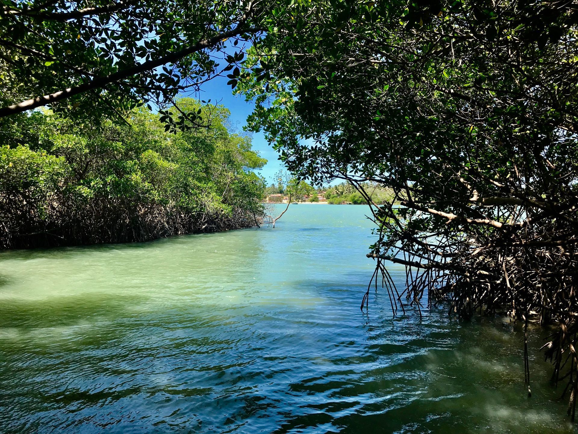 Um rio cercado por árvores em um dia ensolarado