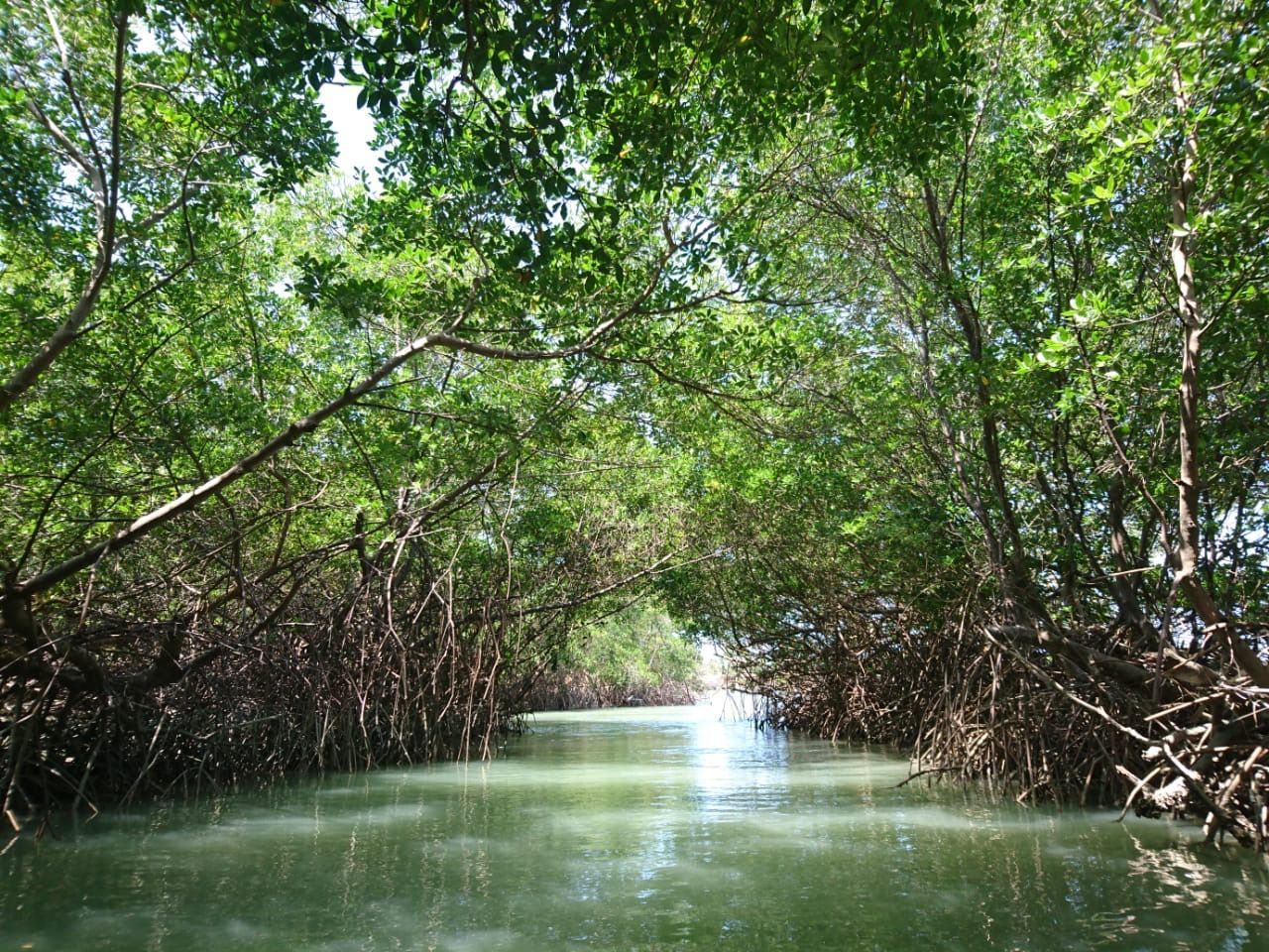 O sol está brilhando através das árvores ao longo de um rio.