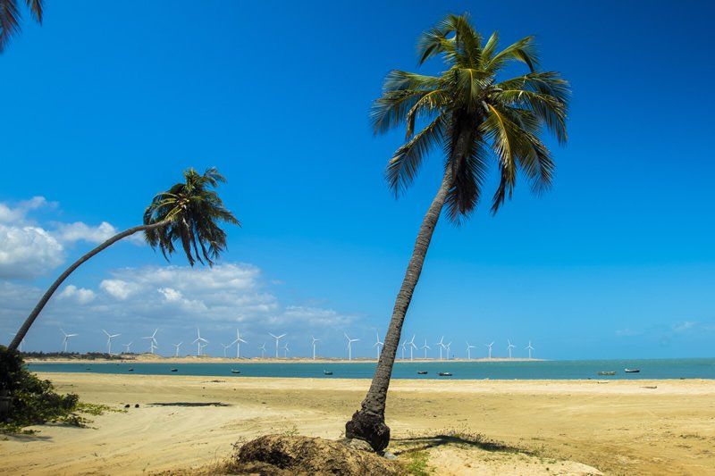 Uma praia com palmeiras e turbinas eólicas ao fundo.