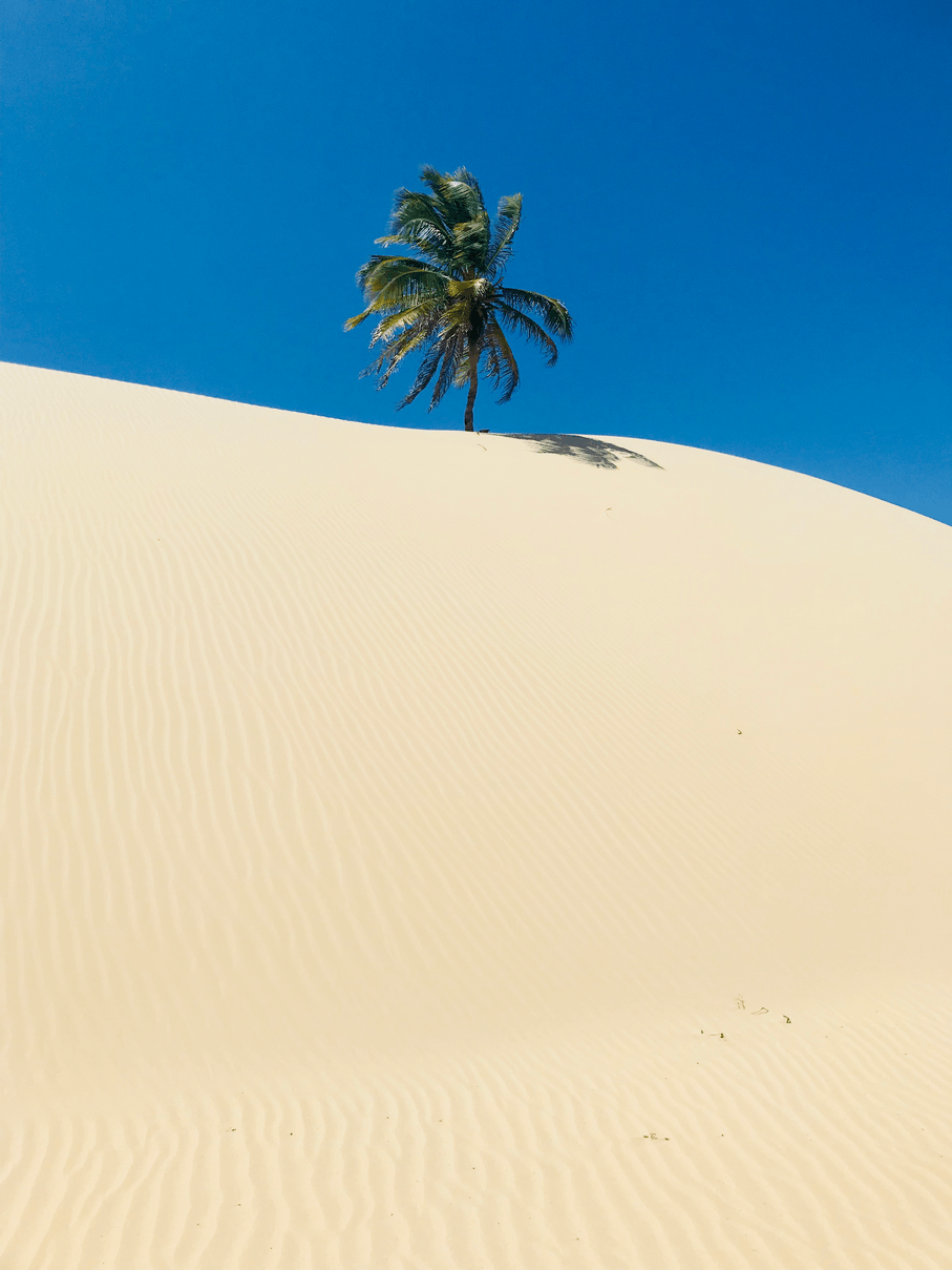 Uma palmeira cresce no topo de uma duna de areia.