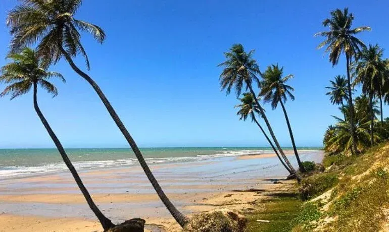 Uma praia com palmeiras e um céu azul